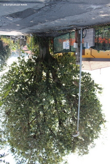 Bagolaro di Zafferana